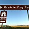 Image result for Montana Prairie Dog