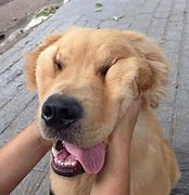 Image result for Cute Funny Dog Faces