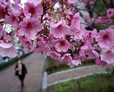 Image result for Cherry Tree Japan