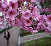 Image result for japanese cherry blossoms