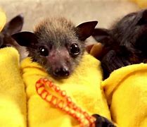 Image result for Super Cute Baby Bats