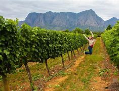 Image result for South Africa Wine Country