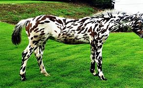Image result for Rare Horse Breeds Colors