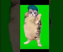 Image result for Hey Cat Meme