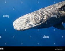 Image result for catodonts