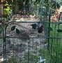 Image result for Fencing for Chickens