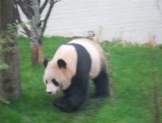 Image result for Edinburgh Pandas