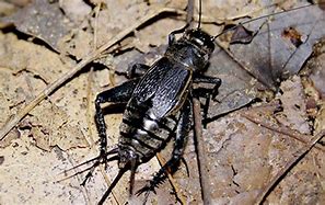 Image result for Sprickets Bug