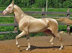 Image result for Turkish Horse Breeds