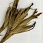 Image result for Dianthus deltoides Albiflorus