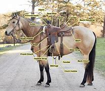 Image result for Western Horse Tack Diagram