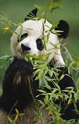 Image result for Panda Bear Eats Bamboo