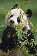 Image result for Cute Baby Panda Eating Bamboo
