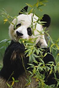 Image result for Giant Panda Bamboo