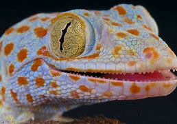 Image result for Do Geckos Have Teeth