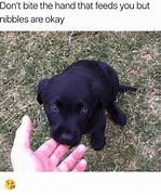 Image result for I Need Nibbles Memes