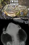 Image result for Fat Frog Meme