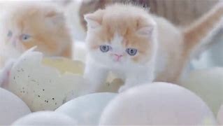 Image result for Cats Funny Whatsapp Status