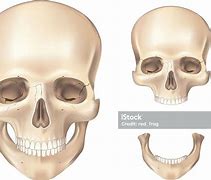 Image result for Human Skull Front