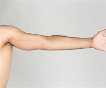 Image result for the human arm