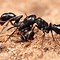 Image result for Ant Like Insects