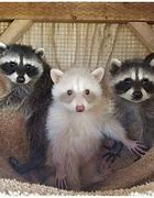 Image result for Raccoon Cat Mix