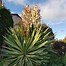Image result for Yucca gloriosa Variegata