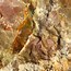 Image result for Opal Whiteny Oregon