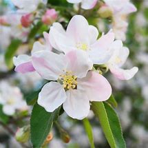 Image result for Honeycrisp Apple Tree in Bloom