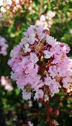 Image result for Lagerstroemia Eveline