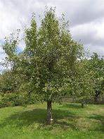 Image result for Pyrus communis Olivier de Serres