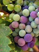 Image result for Grapes Photo