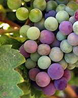 Image result for Different Kinds of Grapes