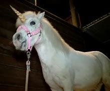 Image result for Real Unicorn People