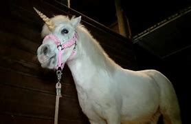 Image result for Claimed Real Unicorn Photo