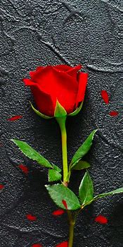 Image result for Red Rose Black Background Painting