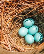 Image result for Cardinal Bird Eggs