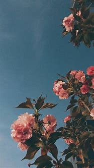 Image result for Aesthetic iPhone 7 Wallpaper