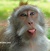 Image result for Funny Monkey Jokes