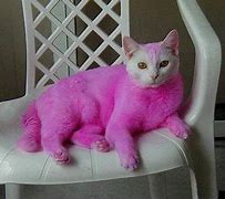 Image result for Pink Cat Computer Case
