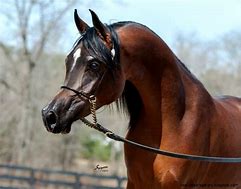 Image result for Arabian Horses From Dubai