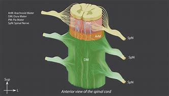 Image result for Dura Mater Spinal Cord