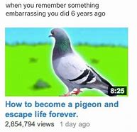 Image result for Pigeon Meme