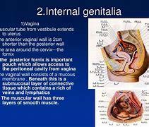 Image result for genitotio