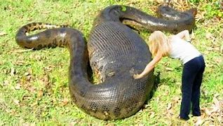 Image result for Biggest Snakes in the World Bite