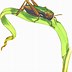 Image result for Cricket Insect