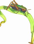 Image result for Cartoon Cricket Insect No Background