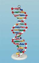 Image result for 2D DNA Model