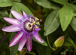 Image result for Passion Flower Vine Plant
