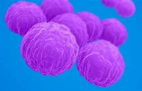 Image result for Chlamydia Microscope